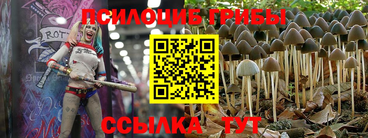 купить наркоту  Псилоцибиновые грибы ЛСД  Вход с VPN  Черняховск 